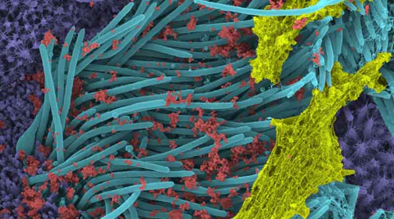 Respiratory Cells scientists imgae coronavirus research