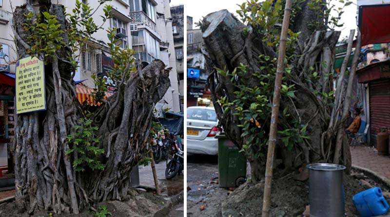 Over 300 tress uprooted during cyclone Amphan replanted in Kolkata| Sangbad Pratidin