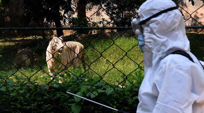 After 7 months, all the zoos in the state, including Alipore, were opened | Sangbad Pratidin