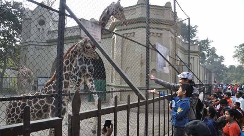 New option for adopting animals at Alipore Zoo launched
