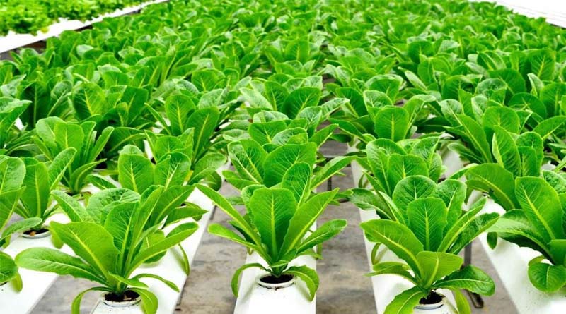 The new generation farming: Hydroponic Farming started in Medinipur | Sangbad Pratidin