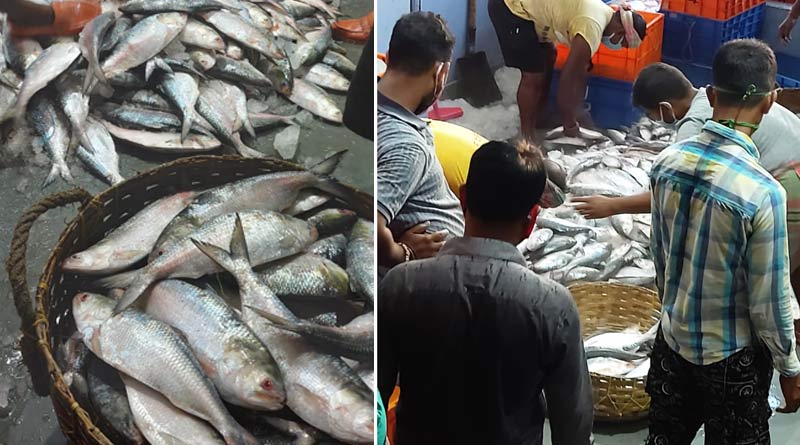 দুর্যোগ কাটিয়ে জালবন্দি প্রায় ৩৫০০ টন ইলিশ, কিছুটা স্বস্তিতে মৎস্যজীবীরা