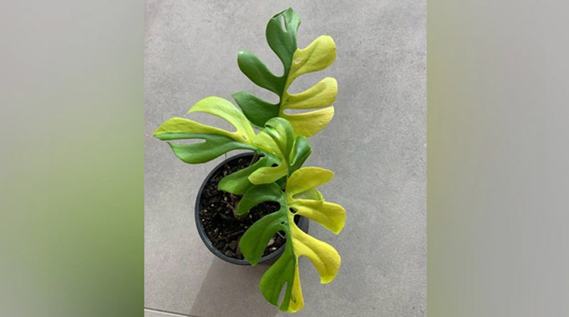 Why This Plant With Only 4 Leaves Just Sold For ₹ 4 Lakh
