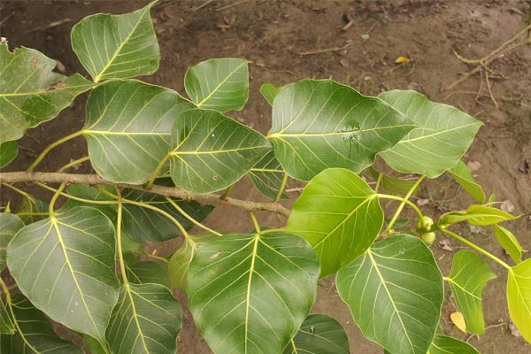 Banyan