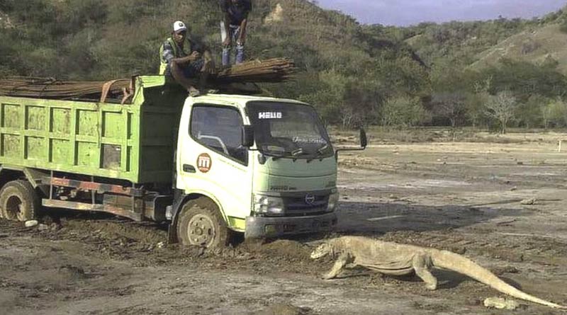 Komodo Dragon appears infront of the truck in Indonesia's island, the photo goes viral| Sangbad Pratidin