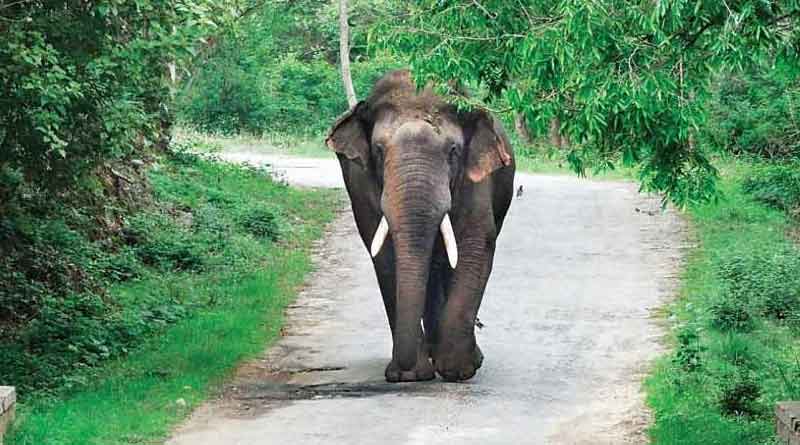 Elephant limb recovered from Buxa river | Sangbad Pratidin