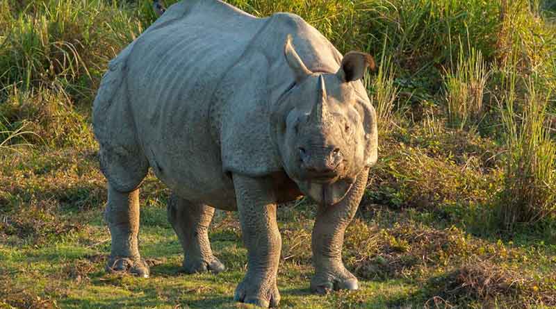 Rhino found dead in Jaldapara sanctuary | Sangbad Pratidin