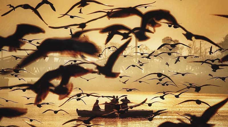 Early arrival of Siberian migratory birds spurs hopes of hustle-bustle returning to Varanasi ghats | Sangbad Pratidin
