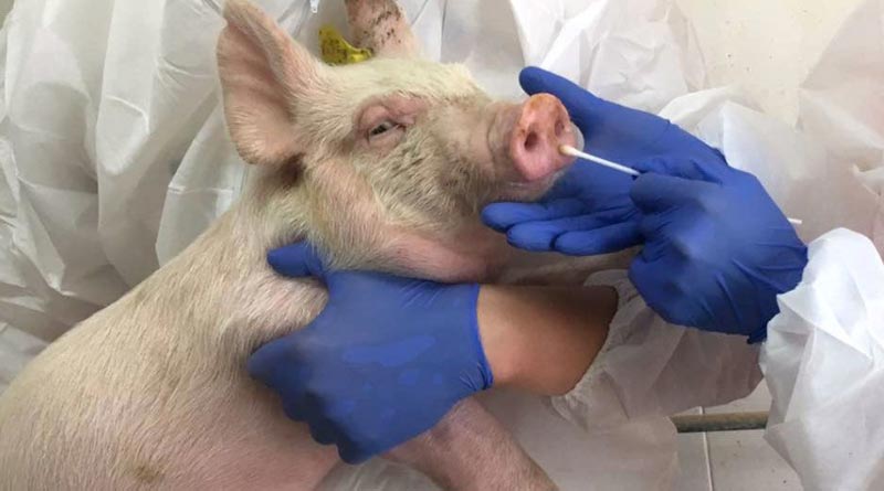 Swine coronavirus may spread from animals to people, new study reveals| Sangbad Pratidin