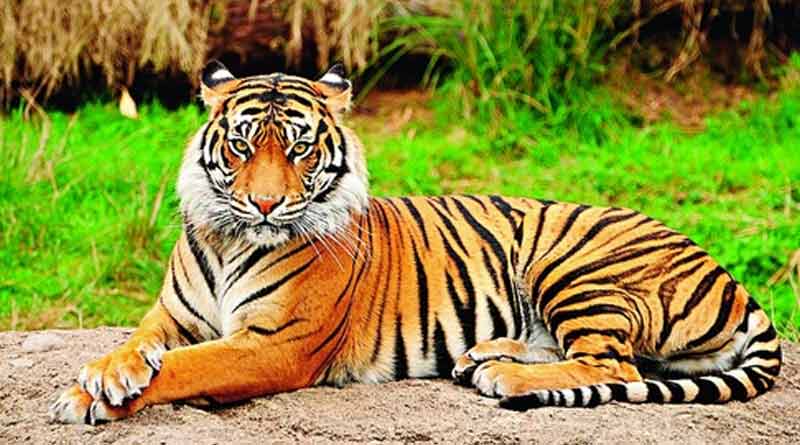 মাংসাশী প্রাণীদের গোমাংস খাওয়ানো যাবে না, চিড়িয়াখানার সামনে বিক্ষোভ হিন্দুত্ববাদীদের