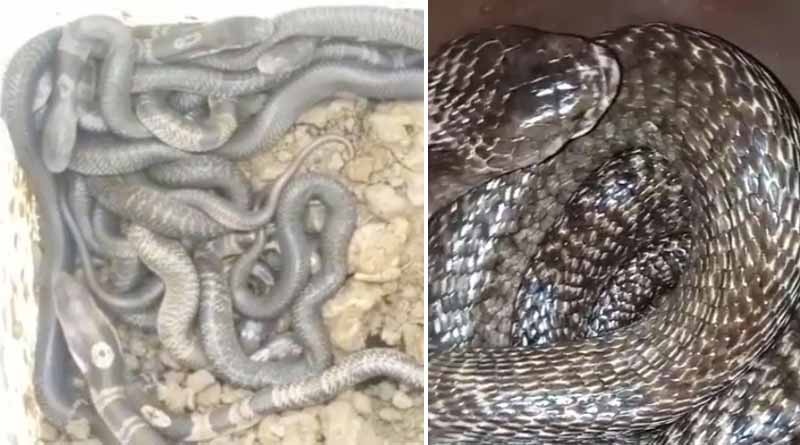 একপাল কেউটের সঙ্গে বাস! বাড়ির পরিত্যক্ত ড্রাম থেকে ২৭টি বিষধর সাপ উদ্ধারে আতঙ্ক চরমে