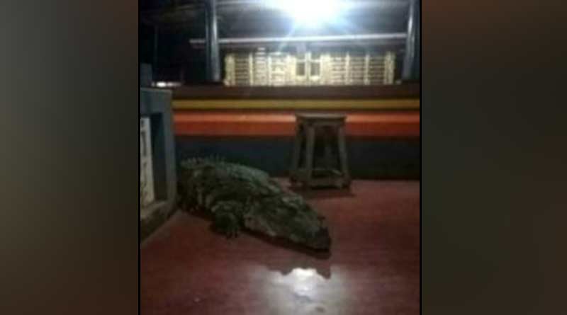 Kerala's Crocodile Enters Temple, Leaves After Priest's Instructions | Sangbad Pratidin