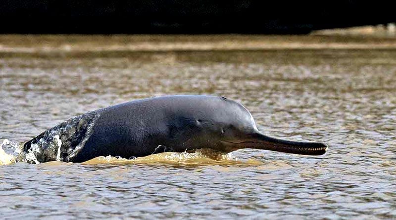 Bangla Travel Story: First time in India, Ganga dolphin safari launched at six sites including Bandel of West bengal | Sangbad Pratidin