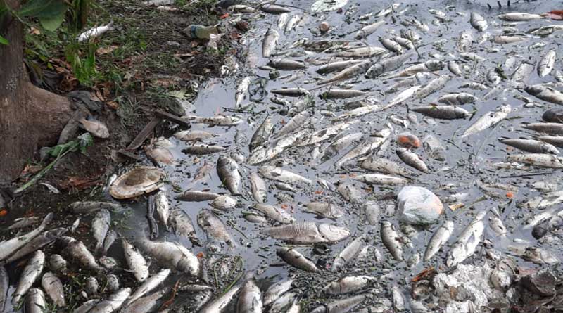 West Bengal news: Fish price of 10 lakh died in a pond in Liluah | Sangbad Pratidin