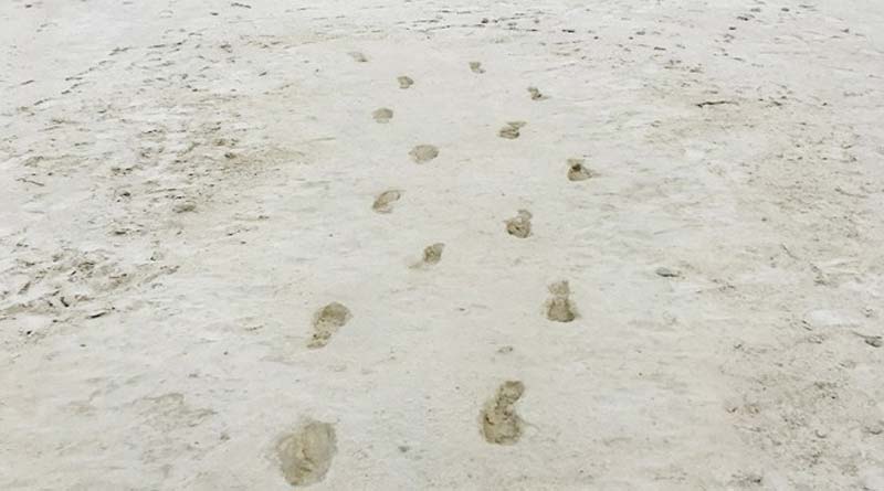 Bengalki news: Fossil footprints tell story of prehistoric parent’s journey | Sangbad Pratidin