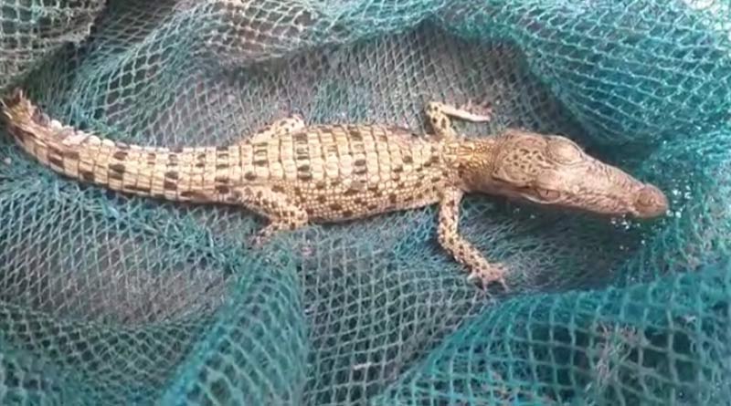 Bengali KhabarI: nstead of fish, the crocodile caught in the net | Sangbad Pratidin