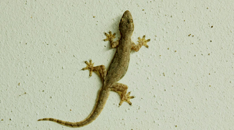 Bengali lifestyle news: Here is some simple techniques to get rid of lizards at home | Sangbad Pratidin
