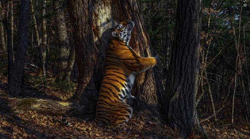Photo of tigress hugging tree wins Wildlife Photographer of the Year 2020 | Sangbad Pratidin