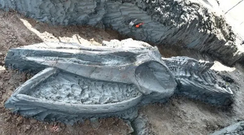 Ancient whale skeleton found in Thailand holds clues to climate change। Sangbad Pratidin