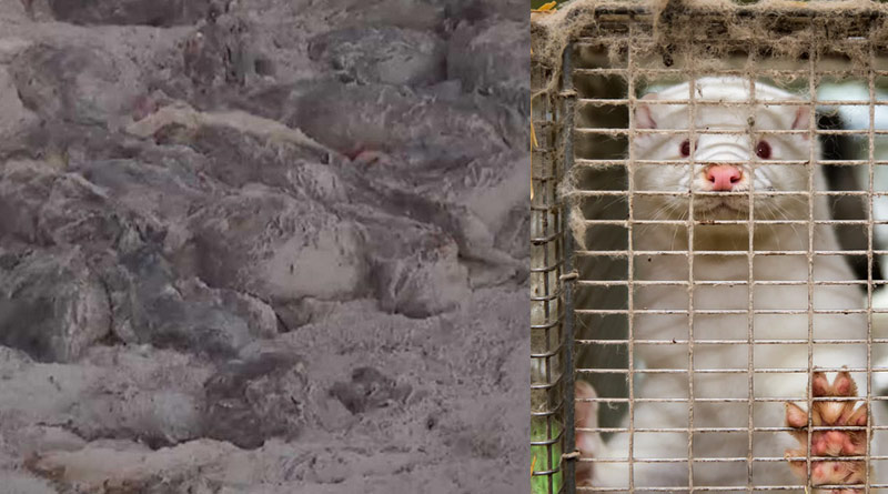 Body of dead minks rise from mass grave in Denmark । Sangbad Pratidin
