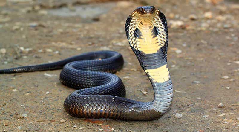 Man attends SSKM with Cobra after bitten by the snake | Sangbad Pratidin