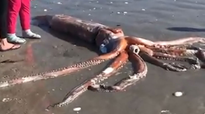 People found Giant squid, one of the rare animal on the shore in South Africa| Sangbad Pratidin