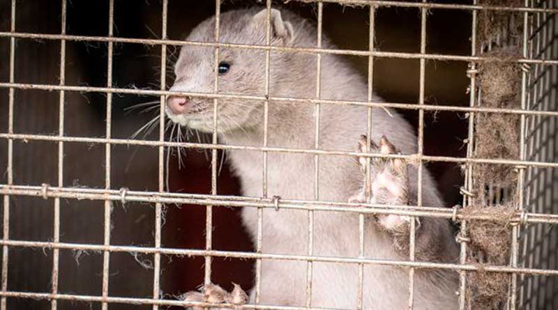 Denmark to kill 15 million minks to curb speading coronavirus, UK restricts arrival | Sangbad Pratidin
