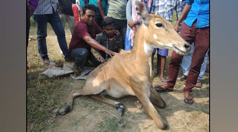 জাতীয় সড়কের পাশ থেকে জখম অবস্থায় উদ্ধার নীলগাই, চাঞ্চল্য বর্ধমানে