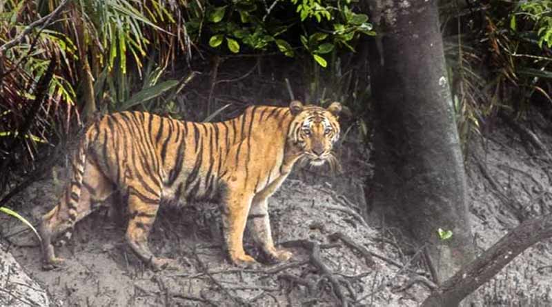 Royal Bengal Tiger spotted in Sunderban's Gajikhali ।Sangbad Pratidin