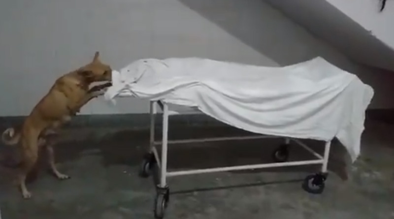উত্তরপ্রদেশের সরকারি হাসপাতালে মৃতদেহ খুবলে খেল সারমেয়, ভাইরাল মর্মান্তিক ভিডিও
