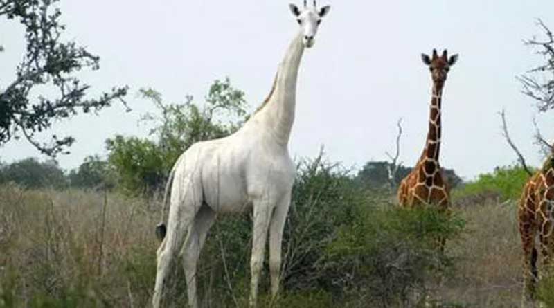 World's last known white giraffe fitted with GPS tracking device to deter poachers | Sangbad Pratidin