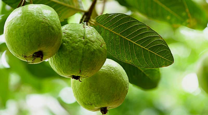 Ways to improve farming of guava using tree branches । Sangbad Pratidin