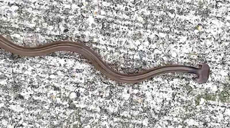 Bizarre Snake, Found In US, Stumps Experts. It Turns Out To Be a worm | Sangbad Pratidin‌‌