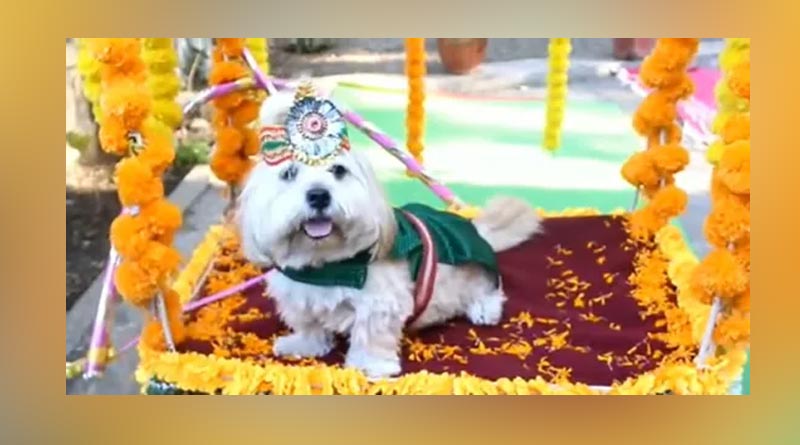 পোষ্য অন্তঃসত্ত্বা, সারমেয়র সাধভক্ষণের আয়োজন করে তাক লাগালেন গৃহকর্তা