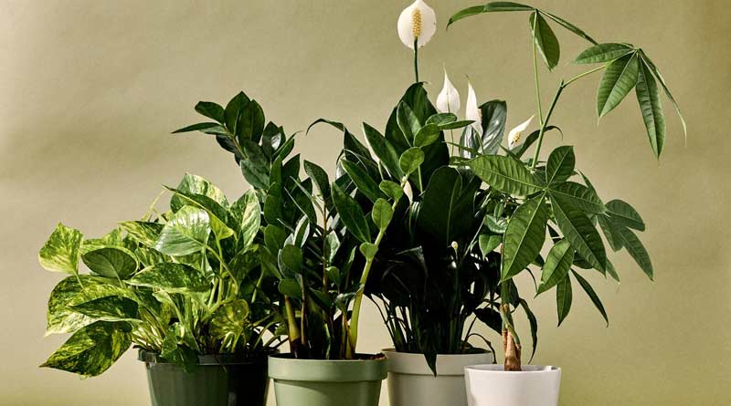 Kitchen scrap can fertilies your favourite plants, here are some tips for you
