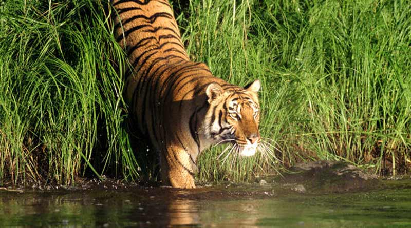 Royal Bengal Tiger killed 45 year old man in Sundarbans | Sangbad Pratidin