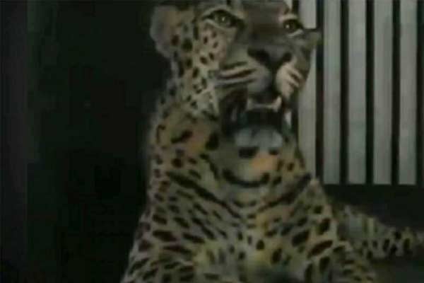  A leopard of Bengal Safari died
