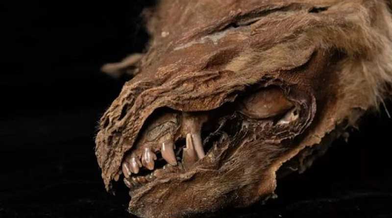57,000 year old wolf cub found underground in Canada is ‘perfectly preserved’, still has fur & teeth | Sangbad Pratidin