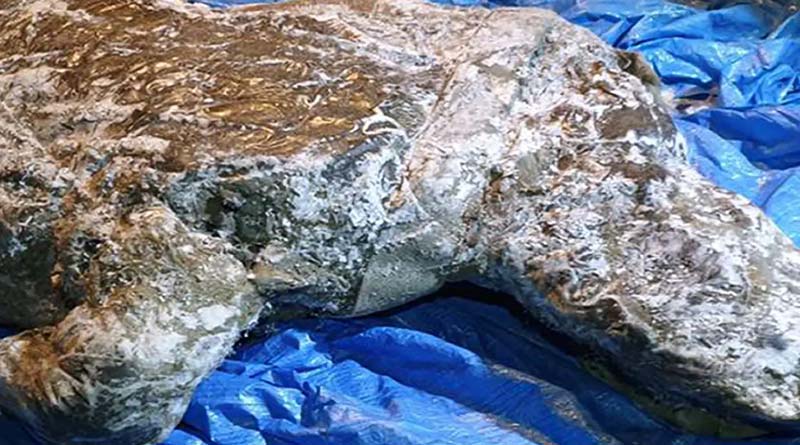 Woolly rhino from Ice Age found from Siberian region, Russian| Sangbad Pratidin