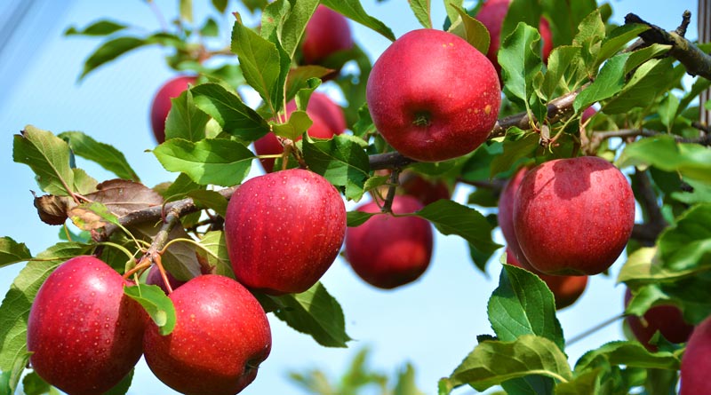 Now Banduan will cultivate Apple like Kashmir | Sangbad Pratidin