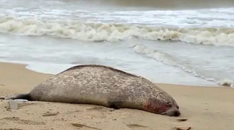 Almost 300 Endangered Seals Found Dead Along Caspian Sea Coast, Russia Begins Probe | Sangbad Pratidin