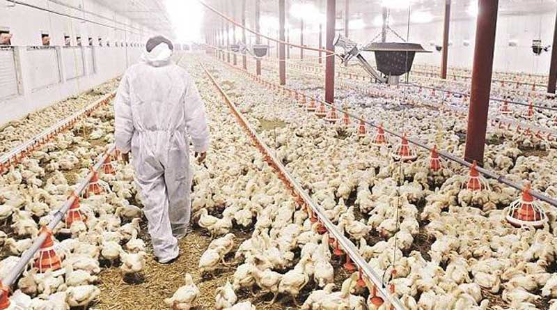 Bird Flu outbreak confirmed in 4 Indian states | Sangbad Pratidin