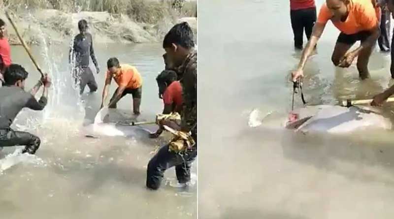 নিরীহ শুশুককে দগ্ধে দগ্ধে খুন! ভাইরাল ভিডিওই ধরিয়ে দিল ‘গুণধর’ যুবকদের
