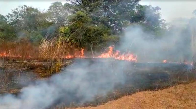 বিশ্বভারতীর বাটারফ্লাই গার্ডেনে বিধ্বংসী অগ্নিকাণ্ড, ক্ষতি বহু ভাস্কর্যের