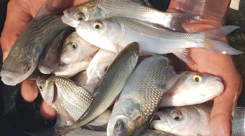 Haldia's fisherman earn more money by cultivates Karnataka's fish ।Sangbad Pratidin