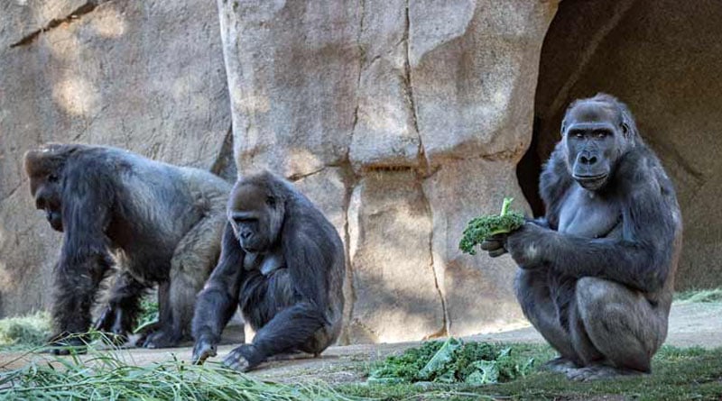 Two Gorillas Have Tested Positive For Covid-19 in US Zoo | Sangbad Pratidin