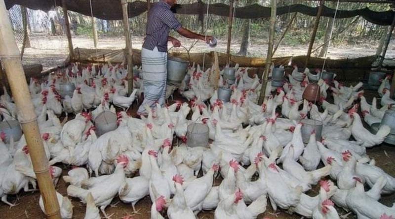 Assam bans poultry hens to enter from West Bengal, farmers face huge loss | Sangbad Pratidin