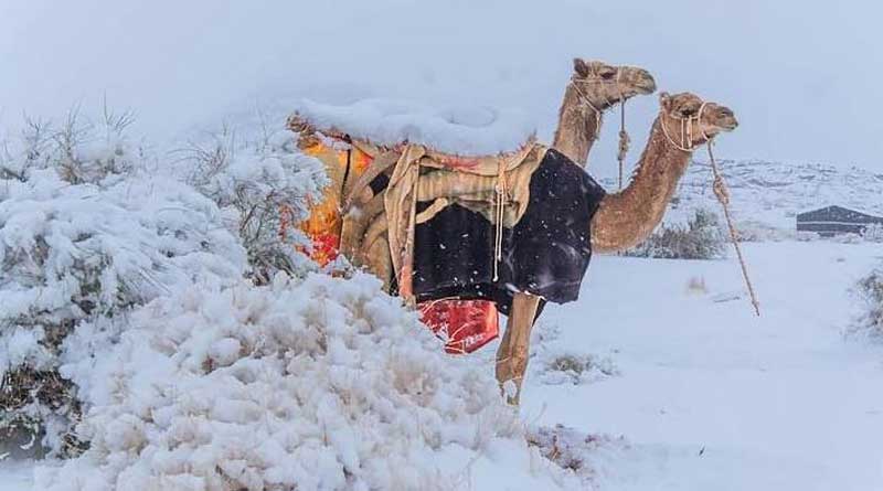 Sahara Desert Gets Covered in Snow in Rare Incident | Sangbad Pratidin