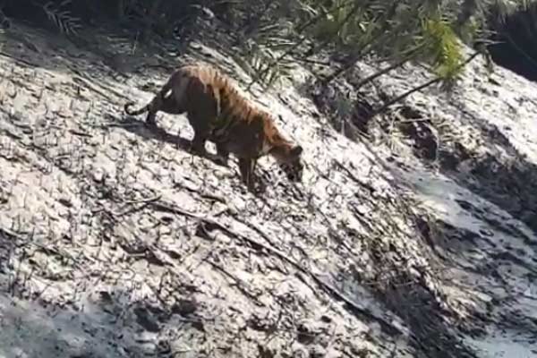 Tiger seen in Sundarban on tuesday 