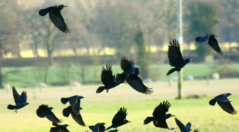 Rajasthan wildlife dept issues Bird flu alert after death of crows | Sangbad Pratidin